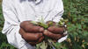 15 Punjab farmers end life as pest ruins crop