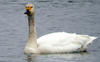 Bewick_swan_3470537b