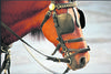Horse cap