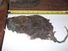 giant rat