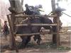 save-the-asian-elephant