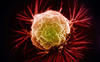 breast-cancer-cell_3350078b