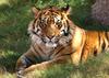 indiatigers
