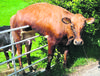 Cowhold
