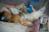 Rats bite infant to death at Andhra hospital