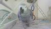 Grey parrot 