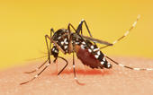 GM mosquitoes could solve zika crisis, say scientists...