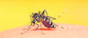 GM mosquitoes could solve zika crisis, say scientists