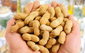 A handful of nuts a day can reduce risk of major diseases...