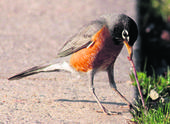 The Early Bird Gets The Worm...