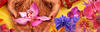 orchids-17-kew-site-750x240