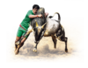 Jallikattu