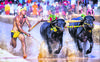 kambala race
