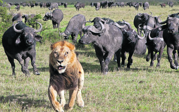 Lion_large