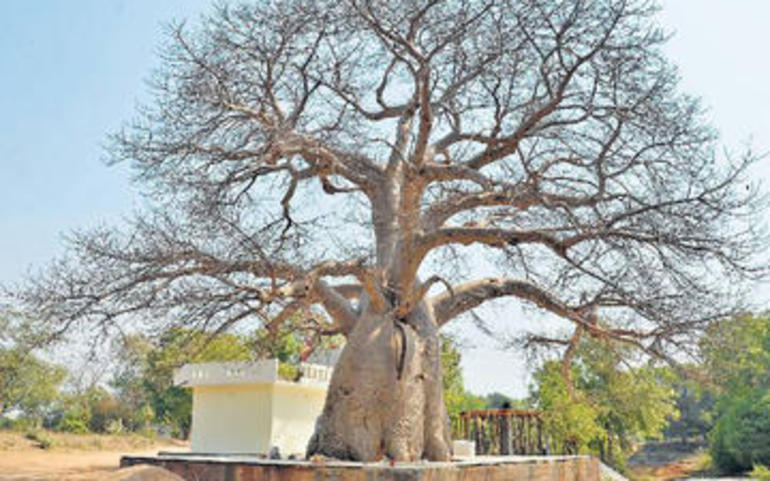 અનોખું વૃક્ષઃ ઊંચાઇ ૪૪ ફૂટ, ઘે