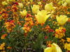 tulips-and-wallflowers