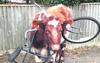 Cow-Cycle1
