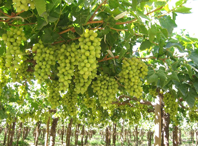 Grape 1