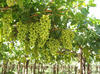 Grape 1