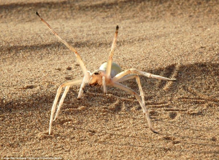 Cartwheel Spider