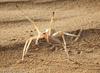 Cartwheel Spider
