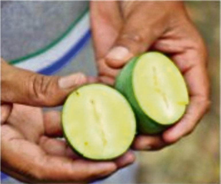 Mango without Seed