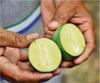 Mango without Seed