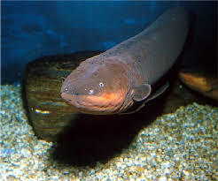 eel fish
