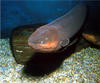 eel fish