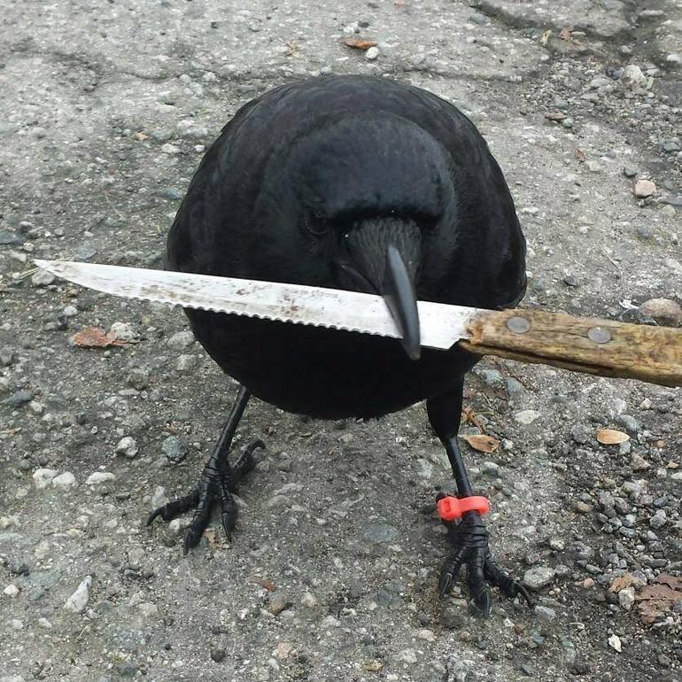 vancouver police were going to fly back to crow knife