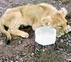 Cub