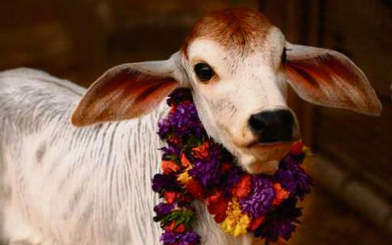 હિન્દુઓ માટે પવિત્ર ગૌમાતાના હિન્દુઓ માટે પવિત્ર ગૌમાતાના
