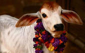 હિન્દુઓ માટે પવિત્ર ગૌમાતાના 