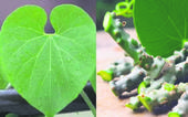 ગળોના વધુ પડતા સેવનથી લિવરને  