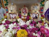 ચિન્મય મિશન સંચાલિત પરમધામમાં અષાઢી બીજે જગન્નાથજી પૂજા સાથે વૃક્ષપૂજન 