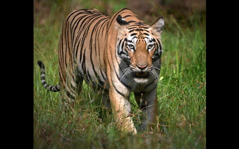 રતનમહાલથી વાઘનું નવું સરનામુ