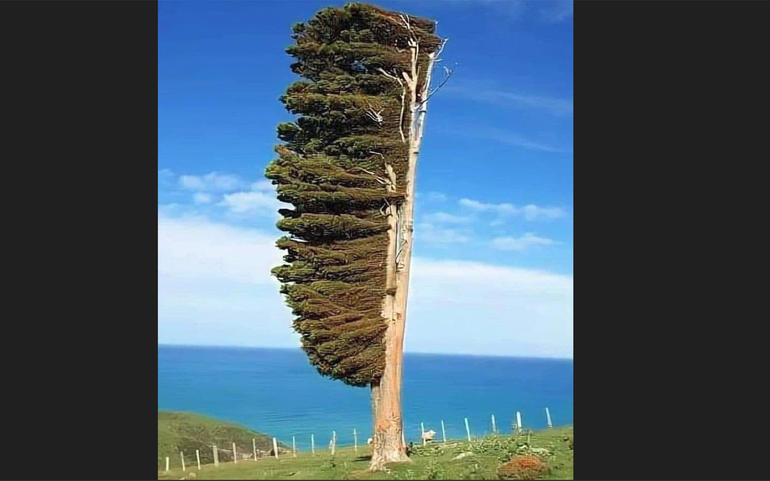 flag tree