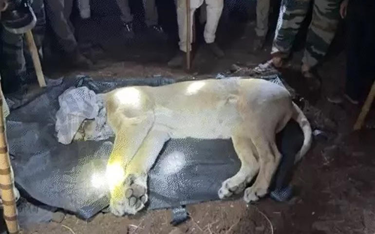 5 વર્ષનો માસૂમ બન્યો સિંહણનો ક