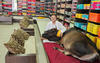 cow in shop