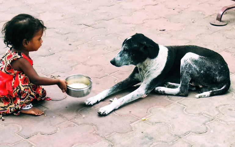 dog