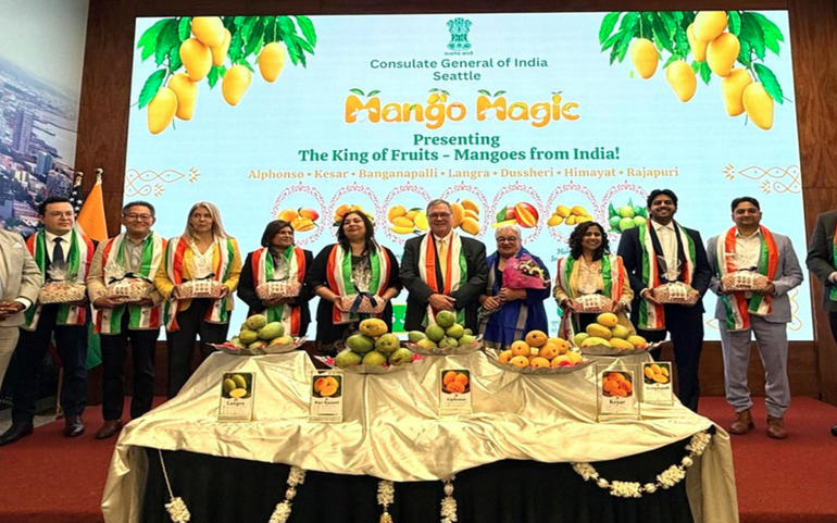 mango magic