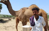 ઊંટનાં દૂધથી કચ્છના પશુપાલકો