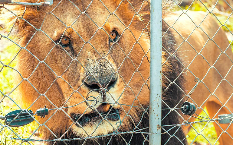 46 દિવસમાં સિંહના 9 હુમલામાં 8 વ્