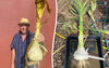 World's heaviest garlic, British farmer creates world record by growing 1.75 lakh kg of garlic