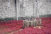 1414781731068_wps_18_Tower_of_London_London_UK