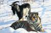 amur timur