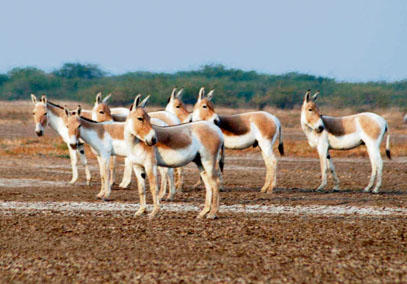 Animals