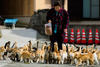 Aoshima-cat-island-japan