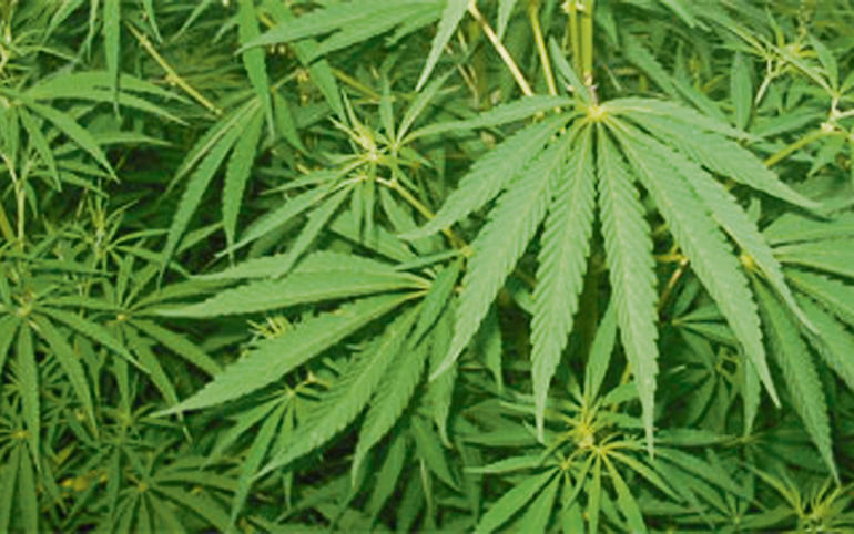 Bhang