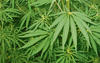 Bhang